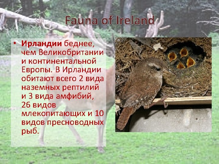 Flora and fauna of the british isles By