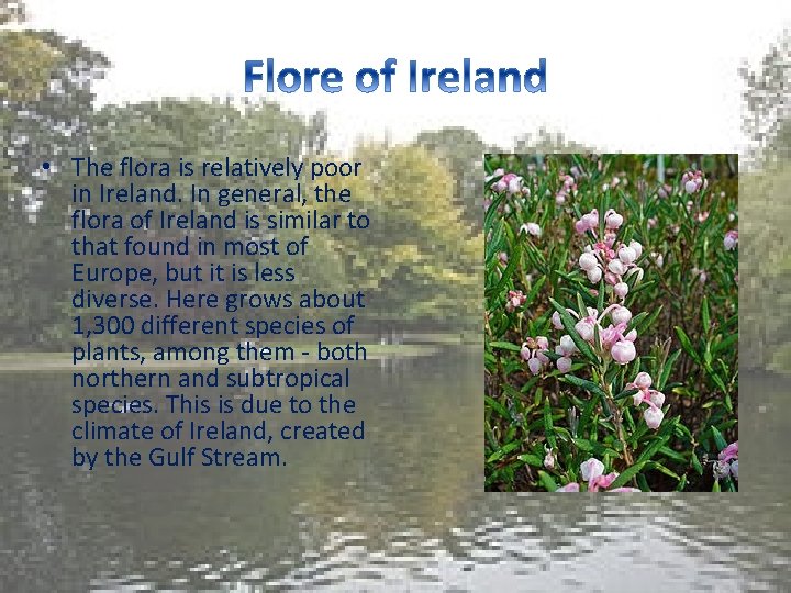  • The flora is relatively poor in Ireland. In general, the flora of