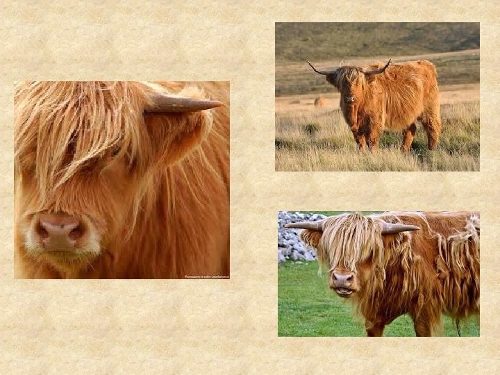 Flora and fauna of the british isles By