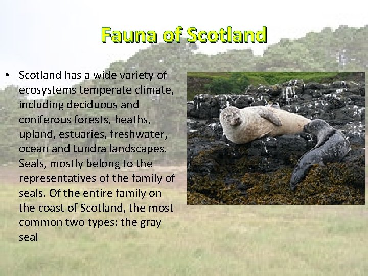 Fauna of Scotland • Scotland has a wide variety of ecosystems temperate climate, including