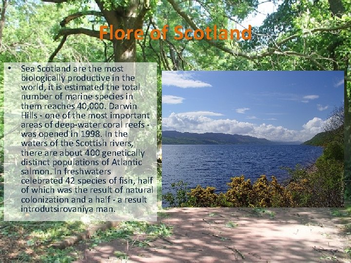 Flore of Scotland • Sea Scotland are the most biologically productive in the world,