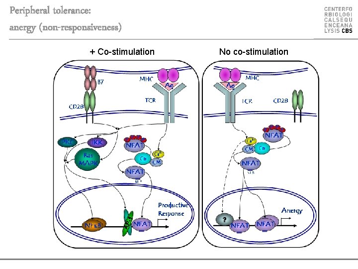 Peripheral tolerance: anergy (non-responsiveness) + Co-stimulation No co-stimulation 