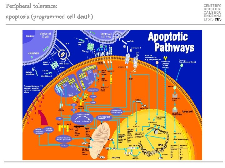 Peripheral tolerance: apoptosis (programmed cell death) 