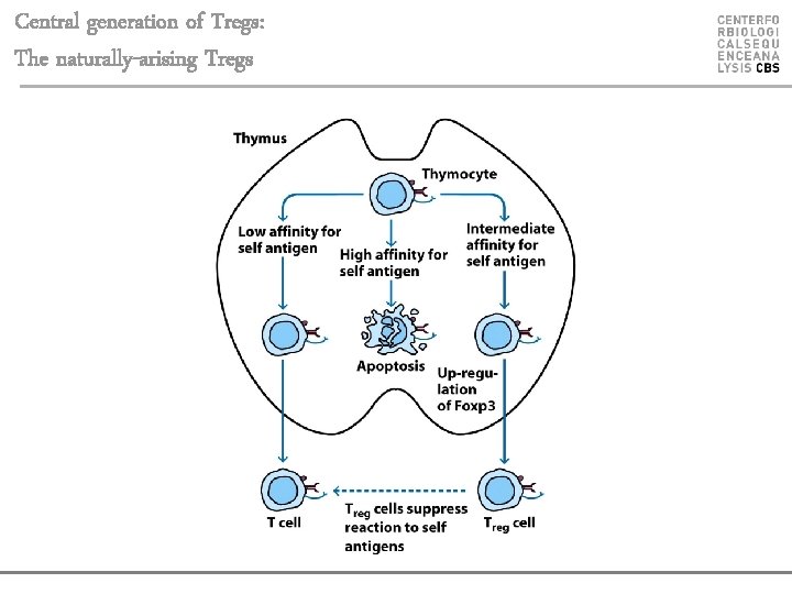 Central generation of Tregs: The naturally-arising Tregs 