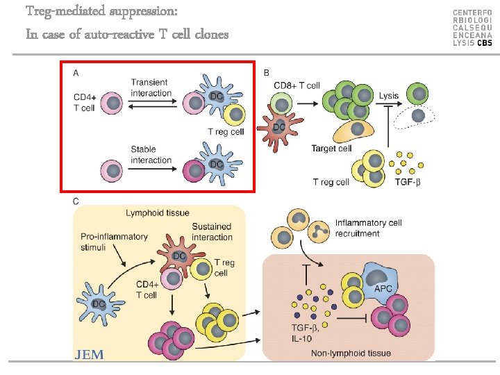 Treg-mediated suppression: In case of auto-reactive T cell clones 