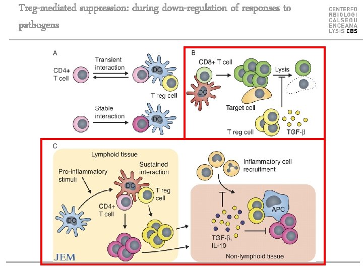 Treg-mediated suppression: during down-regulation of responses to pathogens 