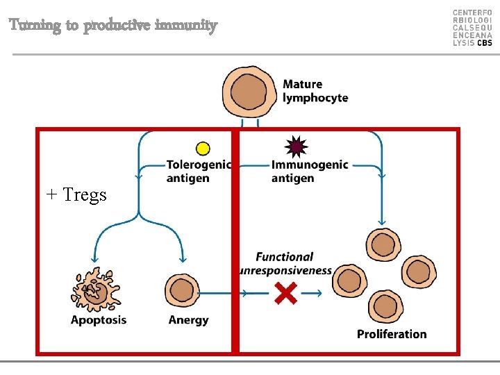 Turning to productive immunity + Tregs 