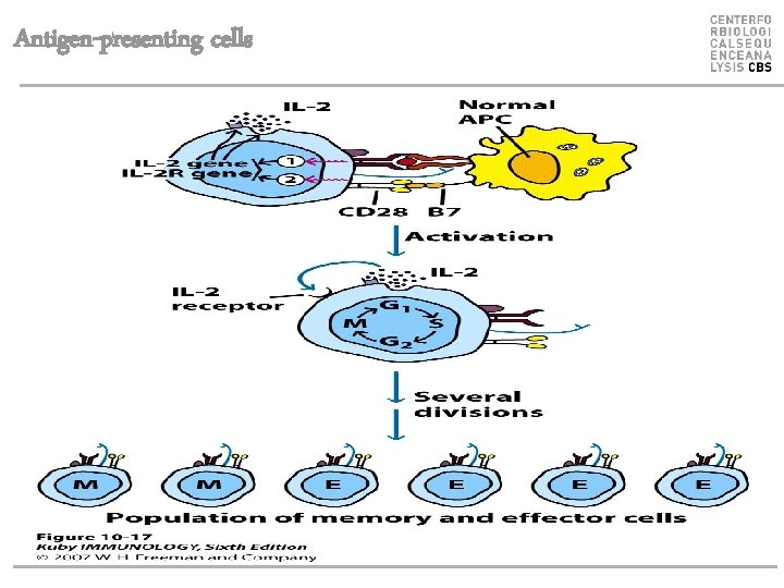 Antigen-presenting cells 