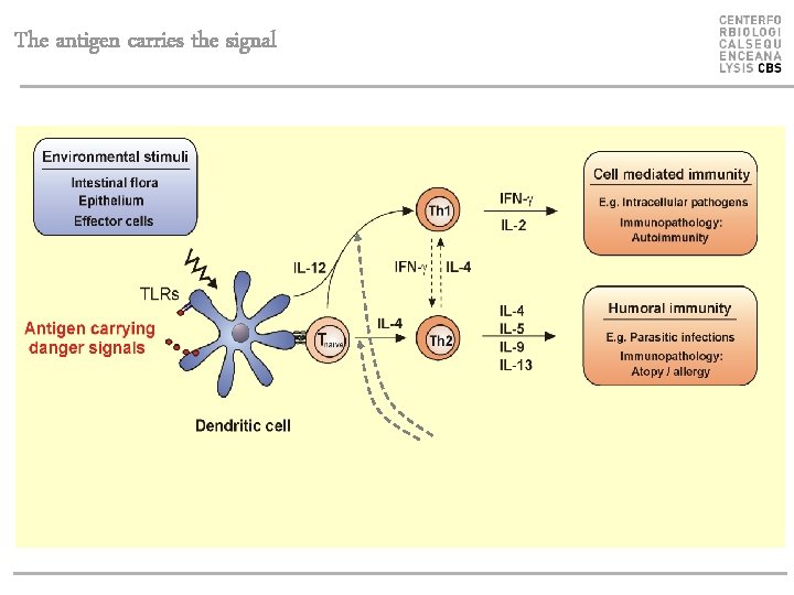 The antigen carries the signal 