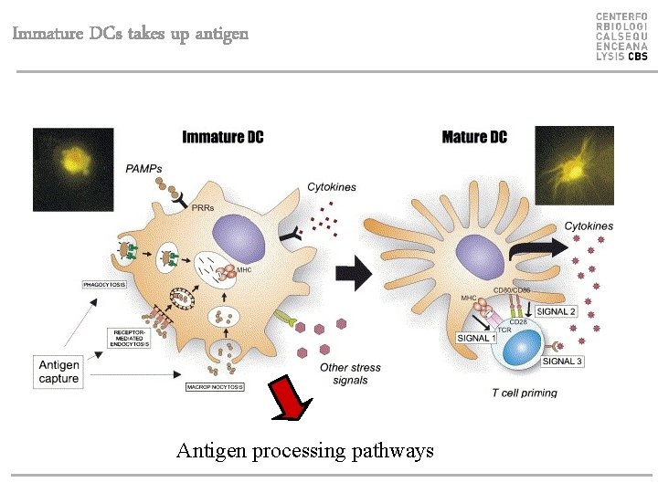 Immature DCs takes up antigen Antigen processing pathways 