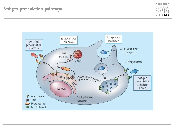 Antigen presentation pathways 