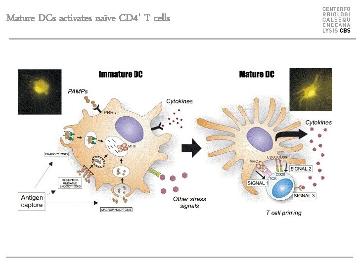 Mature DCs activates naïve CD 4+ T cells 