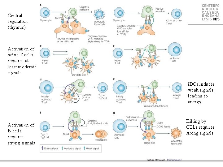 Central regulation (thymus) Activation of naïve T cells requires at least moderate signals i.