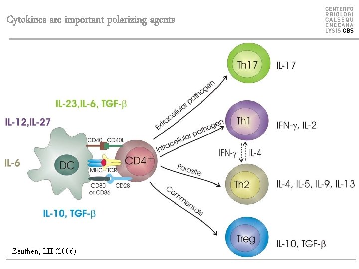 Cytokines are important polarizing agents Zeuthen, LH (2006) 
