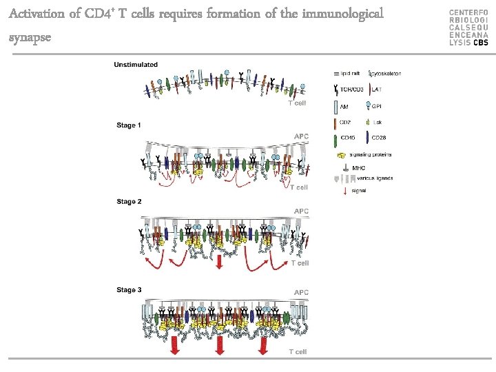 Activation of CD 4+ T cells requires formation of the immunological synapse 