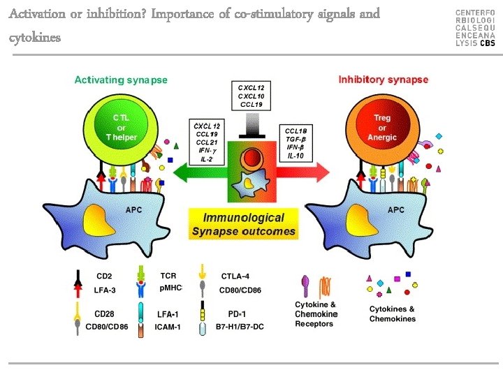 Activation or inhibition? Importance of co-stimulatory signals and cytokines 