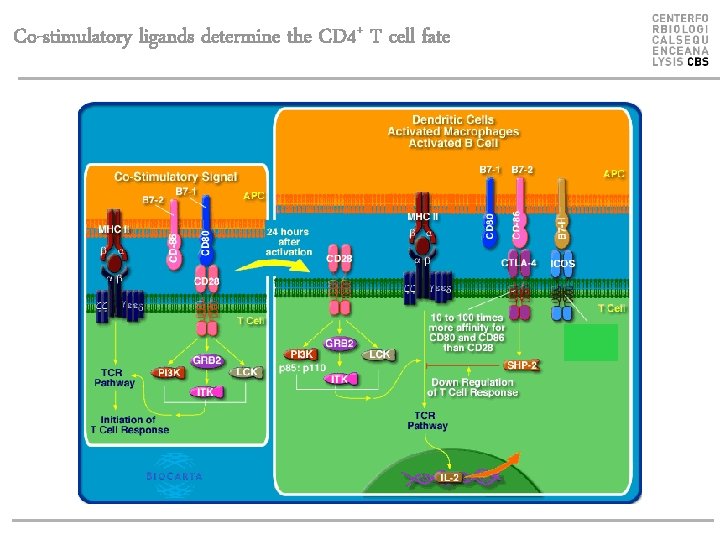 Co-stimulatory ligands determine the CD 4+ T cell fate 