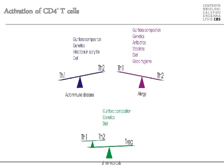 Activation of CD 4+ T cells 