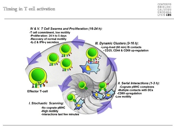 Timing in T cell activation 