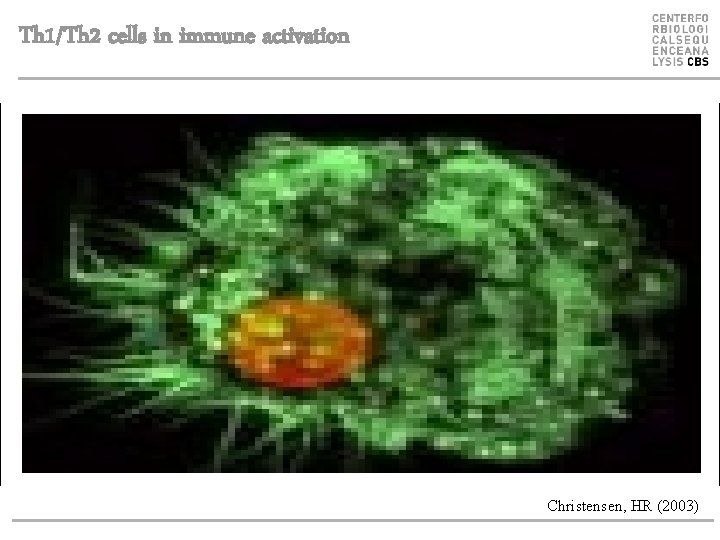 Th 1/Th 2 cells in immune activation Christensen, HR (2003) 
