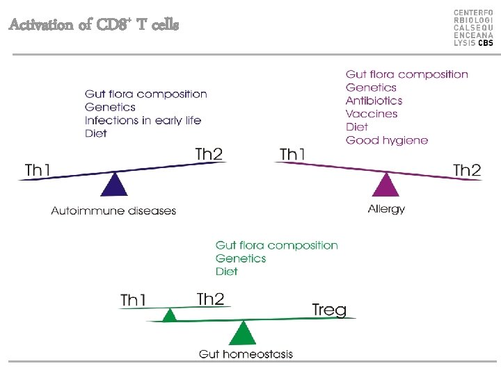 Activation of CD 8+ T cells 