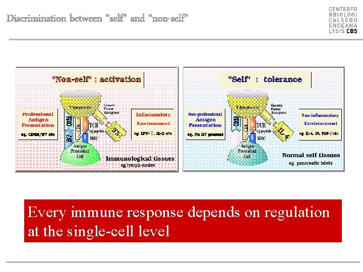 Discrimination between “self” and “non-self” Every immune response depends on regulation at the single-cell