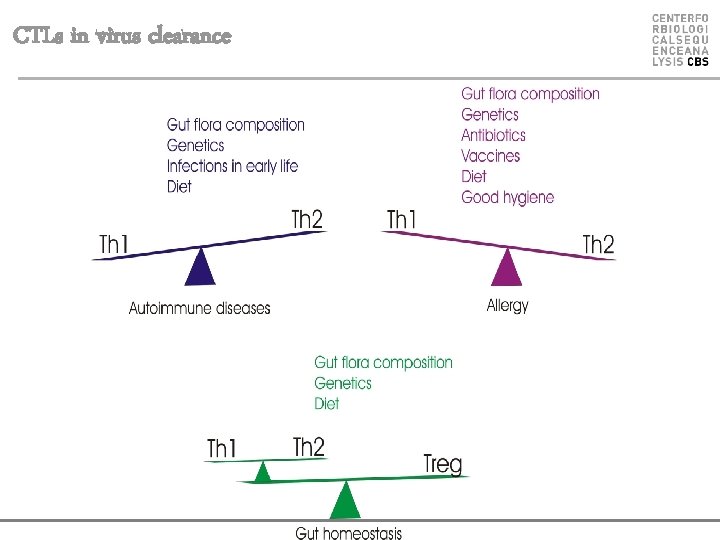 CTLs in virus clearance 