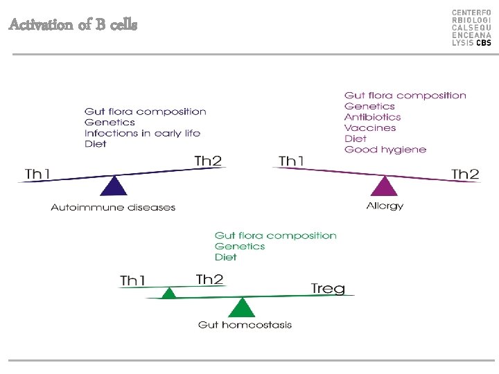 Activation of B cells 