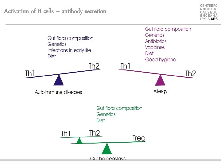 Activation of B cells – antibody secretion 