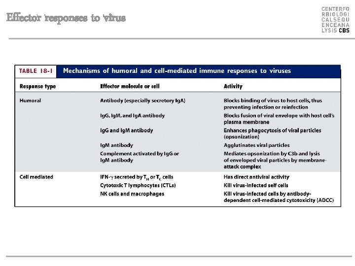 Effector responses to virus 