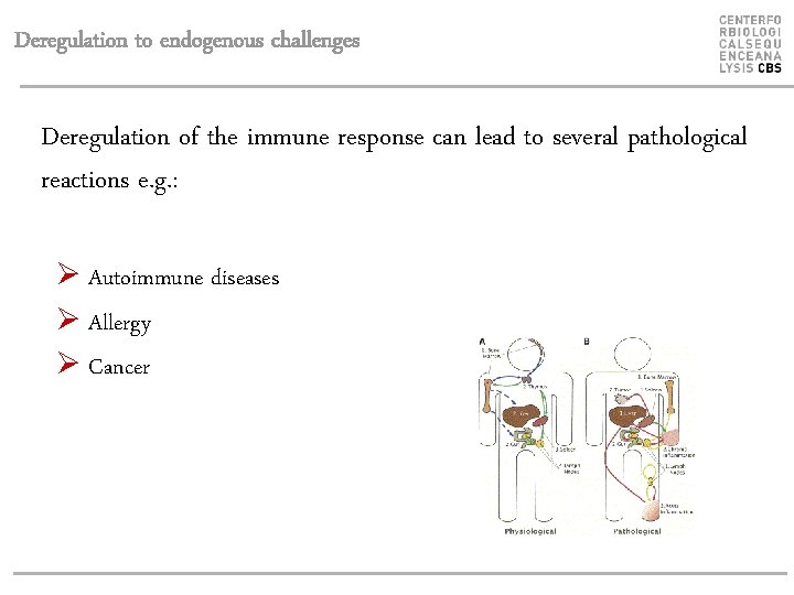 Deregulation to endogenous challenges Deregulation of the immune response can lead to several pathological
