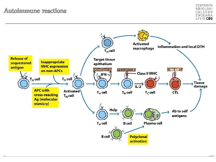 Autoimmune reactions 