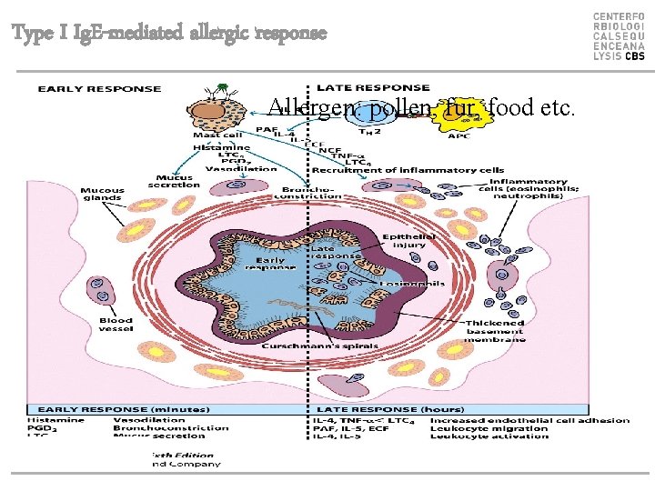Type I Ig. E-mediated allergic response Allergen: pollen, fur, food etc. 