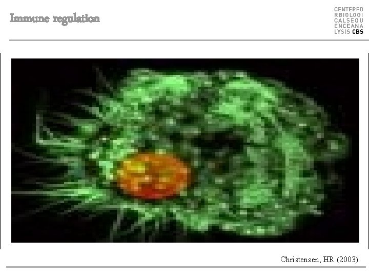 Immune regulation Christensen, HR (2003) 