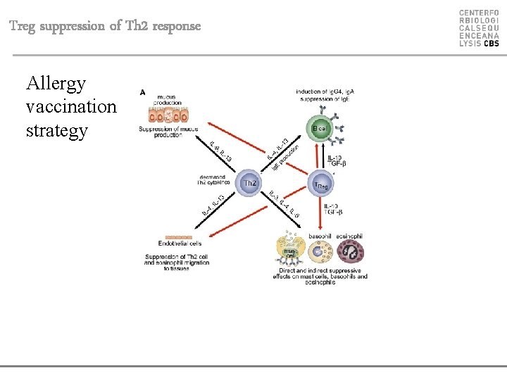 Treg suppression of Th 2 response Allergy vaccination strategy 