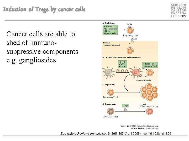 Induction of Tregs by cancer cells Cancer cells are able to shed of immunosuppressive
