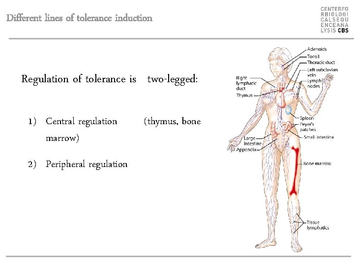 Different lines of tolerance induction Regulation of tolerance is two-legged: 1) Central regulation marrow)