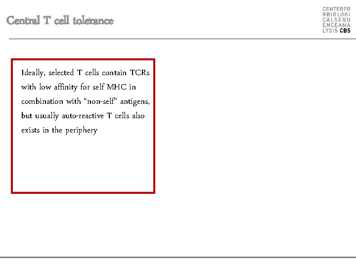 Central T cell tolerance Ideally, selected T cells contain TCRs with low affinity for