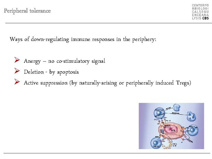 Peripheral tolerance Ways of down-regulating immune responses in the periphery: Ø Anergy – no