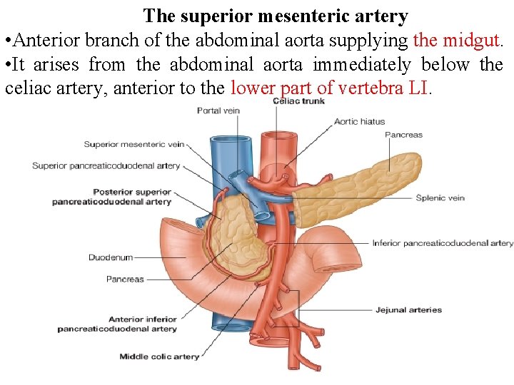 The superior mesenteric artery • Anterior branch of the abdominal aorta supplying the midgut.