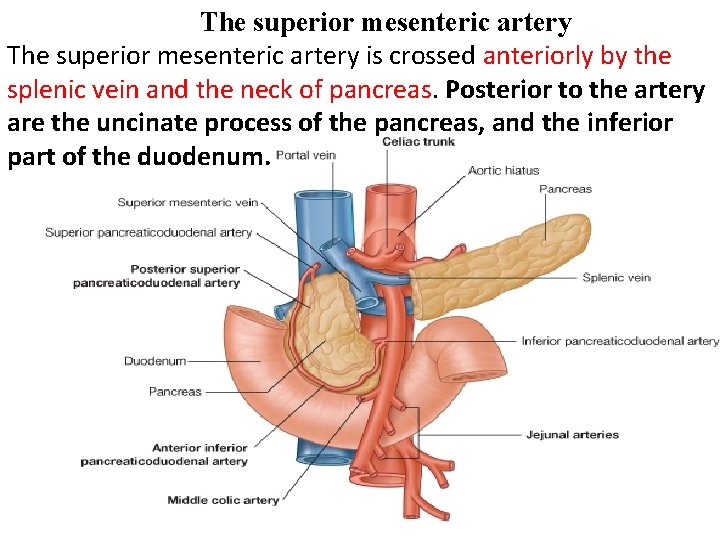 The superior mesenteric artery is crossed anteriorly by the splenic vein and the neck