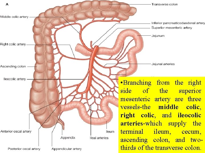 • Branching from the right side of the superior mesenteric artery are three
