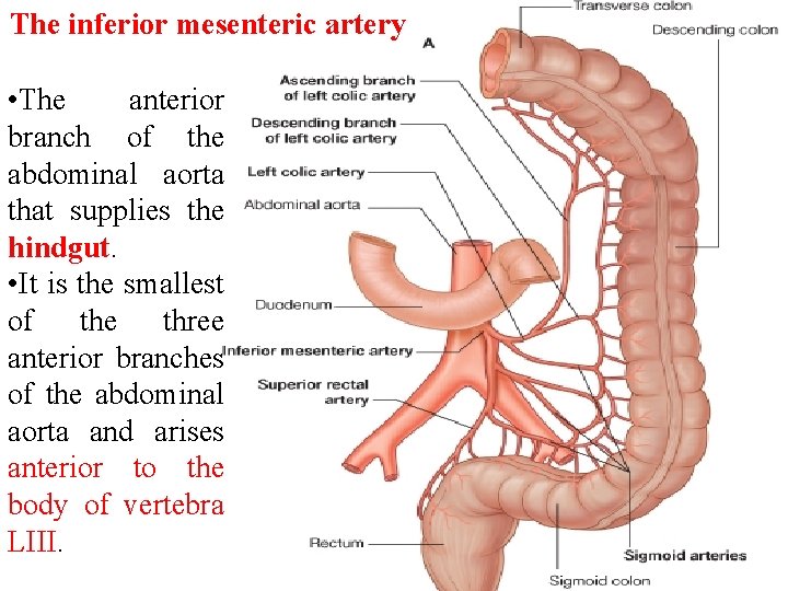 The inferior mesenteric artery • The anterior branch of the abdominal aorta that supplies