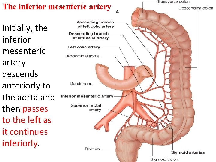 The inferior mesenteric artery Initially, the inferior mesenteric artery descends anteriorly to the aorta
