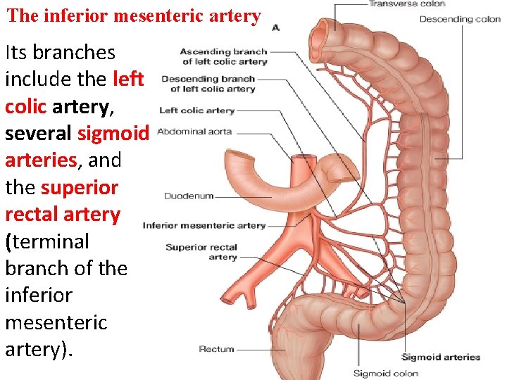 The inferior mesenteric artery Its branches include the left colic artery, several sigmoid arteries,