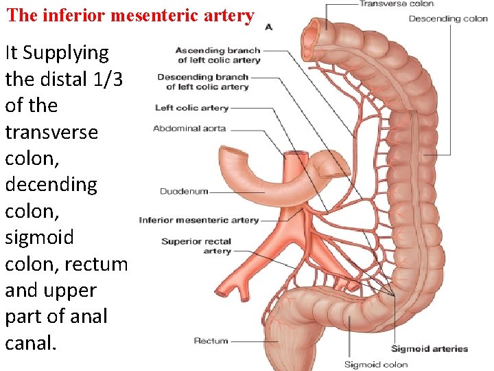The inferior mesenteric artery It Supplying the distal 1/3 of the transverse colon, decending