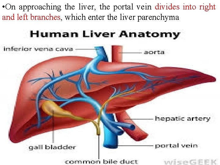  • On approaching the liver, the portal vein divides into right and left