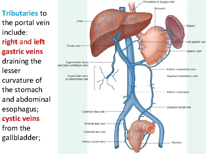 Tributaries to the portal vein include: right and left gastric veins draining the lesser