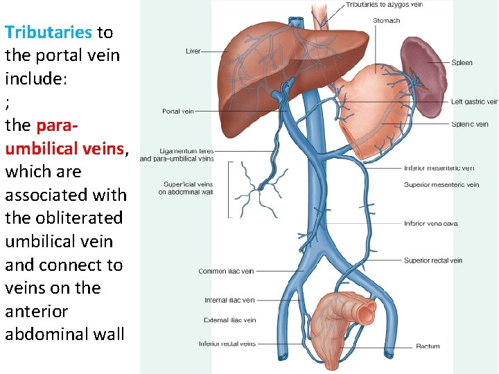 Tributaries to the portal vein include: ; the paraumbilical veins, which are associated with
