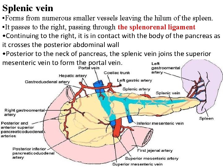 Splenic vein • Forms from numerous smaller vessels leaving the hilum of the spleen.